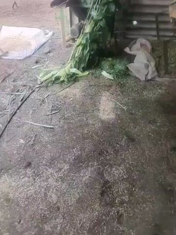 A green metal feed grinder is in the center of the frame, with a pile of harvested corn stalks with leaves and tassels in front of it. The corn stalks are leaning against the grinder. To the right of the corn is a pile of cut green grass. To the left of the grinder is a large white bag, possibly containing animal feed. The ground is covered in dirt and straw-like debris. The scene appears to be an outdoor agricultural setting, possibly a barn or shed, with corrugated metal siding visible in the background. The lighting is dim and overcast. No people are visible in the frame.