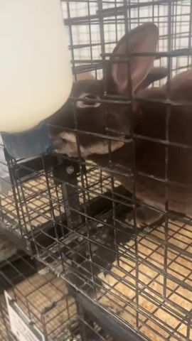 A medium brown rabbit is in a wire cage, drinking from a white water bottle. The rabbit's head is lowered to the spout of the water bottle, and its tongue appears to be touching the metal spout. The cage floor is covered with wood shavings. Another rabbit is visible in the background of the cage. The lighting is bright and appears to be artificial.