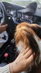 Car journey with fluffy dog documented in Montenegro