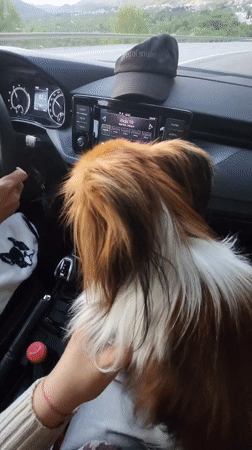 Car journey with fluffy dog documented in Montenegro