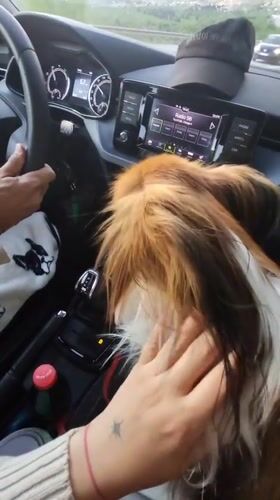Car journey with fluffy dog documented in Montenegro