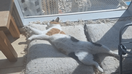 Cat naps by window overlooking Dubai skyline