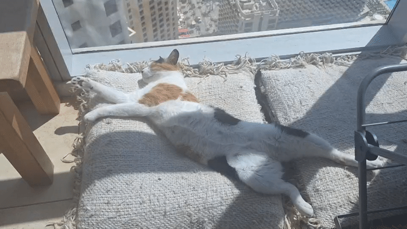 Cat naps by window overlooking Dubai skyline