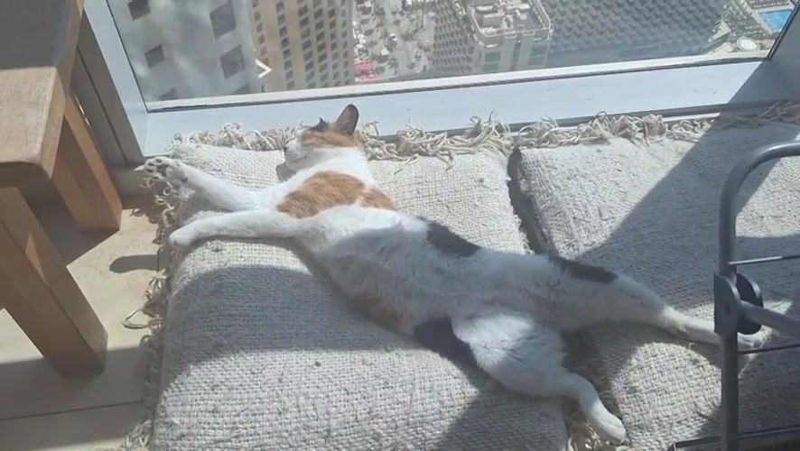 Cat naps by window overlooking Dubai skyline