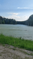 Green-covered swamp filmed in Mizinovo, Russia countryside