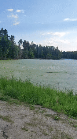 Green-covered swamp filmed in Mizinovo, Russia countryside