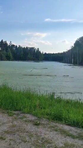 Green-covered swamp filmed in Mizinovo, Russia countryside