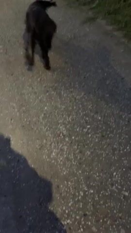 A dark-colored dog approaches and rubs against the leg of a person wearing black pants and black and white sneakers on an asphalt surface. The dog rolls onto its back, then stands, panting, and moves slightly away. The scene is illuminated by artificial light.