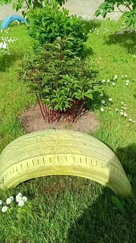 The video shows a garden scene with a plant and a painted tire. The plant is green with reddish stems and is surrounded by a circle of dirt. A yellow painted tire is lying in the grass in front of the plant. There are small white flowers scattered in the grass. The scene is illuminated by sunlight.