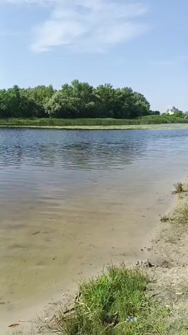 A short video shows a view of a river. The foreground shows a sandy bank with some green grass and vegetation. The river water is calm with slight ripples and appears shallow near the bank, with the sandy bottom visible. The middle ground features the river with some aquatic plants on the surface. The background consists of a dense line of trees and vegetation along the opposite bank. The sky is blue with scattered white clouds. The video pans slightly to the right, revealing more of the tree line and a small white building in the distance. The overall scene depicts a natural, calm riverside environment on a sunny day.