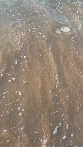 A close-up, high-angle shot of gentle waves washing over a sandy beach. The water is murky brown with white foam and small bubbles. The sand is wet and appears smooth, with some ripple marks visible. A small, white, shell-like object is partially submerged in the sand on the right side of the frame. The light suggests it is either sunrise or sunset, casting a warm glow on the scene.