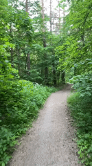 Afternoon forest walk documented in Protvino, Russia
