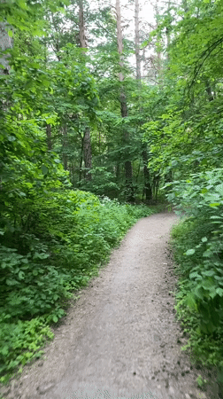 Afternoon forest walk documented in Protvino, Russia