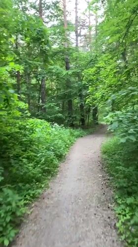 Afternoon forest walk documented in Protvino, Russia