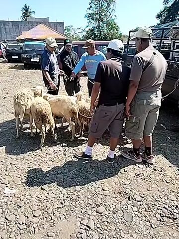 A group of men are gathered around a flock of sheep in an outdoor, dusty area. The men appear to be engaged in a transaction, possibly a sale or purchase, as they are looking at and handling the sheep. The environment seems to be a market or a livestock holding area, with vehicles visible in the background. The sheep are tethered together and are mostly white or light brown. The men are dressed casually, and the weather appears to be sunny.