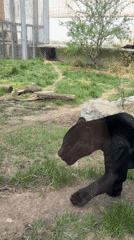 Sofia Zoo animals documented by visitors during morning hours