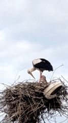Stork observed in nest on pole under cloudy skies