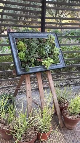 The video features an artistic outdoor display, likely situated in a garden or patio area in Paarl, South Africa.

The central subject is a large, ornate picture frame, possibly with a distressed dark grey or black finish. Within the frame, an array of live succulents and small plants are meticulously arranged, forming a vibrant vertical garden or living art piece. The plants exhibit a variety of green shades, textures, and forms, ranging from compact rosettes to trailing and upright succulent species.

This framed botanical artwork is supported by a simple wooden easel, crafted from natural-toned timber. On the ground in front of the easel, several terracotta pots contain potted plants, primarily slender-stemmed succulents resembling pencil cactus (Euphorbia tirucalli), complementing the main display. The ground beneath these pots is covered with a decorative patterned surface, possibly cobblestones or pebbles.

In the background, a wooden lattice or trellis structure is visible, suggesting a pergola or fence, offering a glimpse of lush trees and natural foliage beyond. The scene is illuminated by soft, natural daylight, indicating it is daytime. The overall ambiance is calm and visually appealing, highlighting a creative integration of art and nature within a serene outdoor environment. There is no visible text in the video.