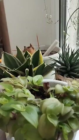The video shows a close-up of several potted plants on a windowsill. In the foreground, a plant with numerous small, round green leaves is in focus, partially obscuring other plants. Behind it, a snake plant with variegated green and yellow leaves is visible. To the right, a succulent plant with pointed green leaves and a thin stalk bearing tiny white flowers is also present. Further to the right, a plant with large, lobed green leaves and a single pale orange flower drooping from a stem is shown. The background is a blurry view of the outdoors through the window, suggesting an overcast day.