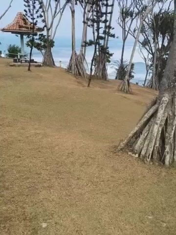 This video shows a grassy hill with several trees that have prominent exposed roots. The trees are varied in height and appearance, with some having spiky leaves at the top and others having more needle-like foliage. In the background, a body of water, likely the ocean, can be seen with gentle waves. A small, open-sided structure with a tiled roof, possibly a pavilion or gazebo, is visible on the left side of the frame. The ground is covered in dry, light brown grass. The lighting suggests it is daytime, with an overcast sky. There are no people visible in the video.