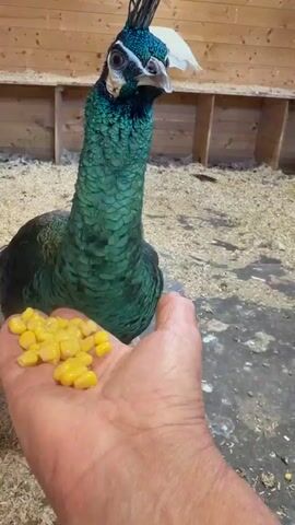 A person's hand, palm up, holds a small pile of yellow corn kernels. A peacock with vibrant green and blue iridescent feathers and a dark crest stands in front of the hand, looking at the corn. The peacock is in an enclosure with a wooden wall in the background and a floor covered in light-colored bedding material. Another white peacock is visible in the background, perched on a wooden ledge. The main peacock shifts its head and leans forward, as if considering eating the corn. The person's voice is heard speaking to the peacock.