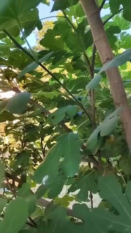 The video shows a close-up view of a fig tree with ripe figs. The camera is positioned at an upward angle, looking through the leaves and branches of the tree. Several dark purple figs are visible, some hanging from stems, others clustered together. The leaves are large and green, with some showing signs of natural wear. The sunlight filters through the foliage, creating a dappled effect. The background is blurred but appears to be an outdoor setting with hints of a building and sky. The focus is on the texture and color of the figs and leaves.