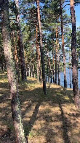 The video pans from right to left, showing a forest of tall pine trees with dappled sunlight and long shadows on the ground. The trees are on a slight incline leading down to a large body of water, likely a lake. The water is calm with gentle ripples and reflects the clear blue sky. In the distance, across the water, there are hills or mountains, some with scattered buildings. The overall impression is a serene natural landscape on a sunny day.