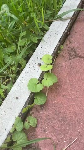 The video shows a close-up view of green plants growing next to a white and red striped border. Two snails are visible on the white surface. One snail is larger and appears to be moving, while the other is smaller and slightly behind it. The lighting suggests it is daytime.
