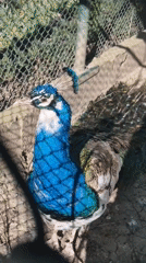 Peacocks including rare albino specimen observed in Pavlikeni enclosure