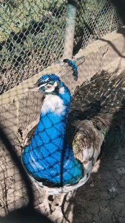 Peacocks including rare albino specimen observed in Pavlikeni enclosure