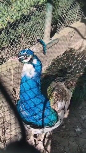 Peacocks including rare albino specimen observed in Pavlikeni enclosure