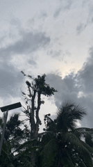 Bird perches under cloudy skies in Achara Nigeria