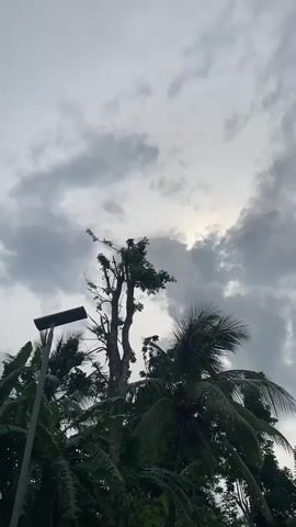 The video shows a view looking upwards at a cloudy sky, with trees and a lamppost visible below. The sky is overcast with grey clouds, and a bit of light peeks through.  A tall tree in the center, partially trimmed, stands out, with some green leaves at the top. A large black bird lands briefly on the treetop before flying away. To the right, a coconut palm tree with fronds is visible, partially obscured by the central tree. A grey lamppost stands on the left side of the frame.