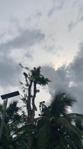 Bird perches under cloudy skies in Achara Nigeria