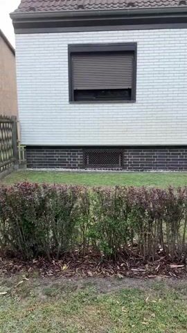 The video pans across the exterior of a white-brick house. The house has multiple windows with dark-colored roller shutters, some of which are partially open, revealing glimpses of dark interiors. The foundation of the house is made of dark bricks with ventilation grates. In front of the house, there is a row of neatly trimmed bushes with dark reddish-purple leaves and stems, interspersed with green foliage. Behind these bushes, there is a well-maintained lawn. Further back, a large, dark-leaved bush or small tree is visible. The roof of the house is tiled in a reddish-brown color, with a dormer window visible on the upper level. The sky appears overcast. The video ends by panning towards a neighboring brick building.