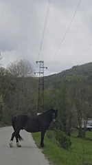 Horse blocks rural road as cattle graze near Belitsa