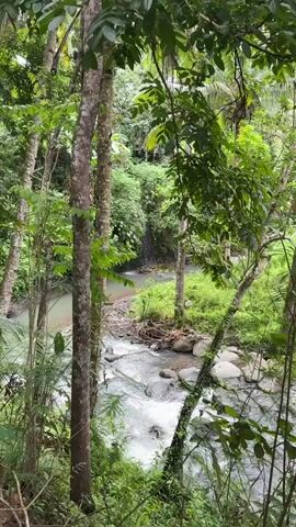The camera captures a lush, green landscape in what appears to be a rainforest or tropical environment. The primary focus is on a river or stream that runs through the middle of the frame. The water flows rapidly over rocks, creating small rapids. Trees and various green plants surround the river, creating a dense forest atmosphere. In the background, there is a small waterfall cascading into a pool of water. The lighting is natural, highlighting the vivid green color of the vegetation. The video is taken from a slightly elevated perspective, giving a clear view of the water and the surrounding nature. There are no people or animals visible in the video.