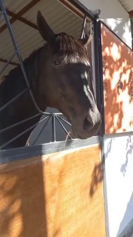 A dark brown horse is looking out of its stall. The horse's head and neck are visible, and its mane is dark and somewhat messy. The horse appears to be in a stable, with a metal gate in front of it and a wooden partition below. Sunlight streams in, casting shadows on the horse's face and the surrounding structure. The background shows an orange-colored wall with some textured patterns and what appears to be a roof or overhang. The overall impression is one of a bright, sunny day, likely in the morning or afternoon, given the strong sunlight. The horse's expression is calm and curious. No people are visible in the frame. Visible text on the orange wall includes "ZERO MOTO" and a partial "WORLD" or "CHILDS". The setting is likely a stable in Çatalca, Turkey.