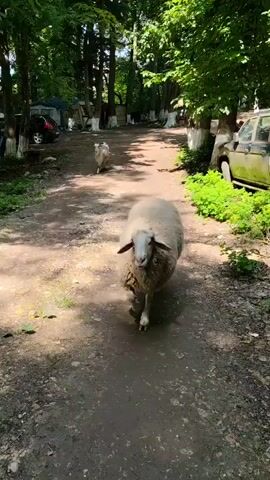 A video recorded from a first-person perspective shows a large, fluffy white sheep with a cream-colored face walking directly towards the camera on a dirt path. Another smaller, lighter-colored sheep is visible in the distance, walking away from the camera. Trees and foliage line the path, with parked cars visible among the trees in the background. The foreground sheep approaches very closely, momentarily filling the frame, then moves past the camera. The camera pivots to show the sheep's back as it continues walking away on the path, before briefly showing its head again.