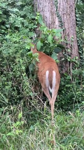 A deer with brown fur and a white tail stands near a large tree, its head obscured by green foliage. The deer is facing away from the camera, its tail raised slightly. The surrounding area is dense with green vegetation, including tall grass and leafy bushes. The tree has rough bark and is partially covered in ivy. The lighting suggests it is daytime, possibly overcast.
