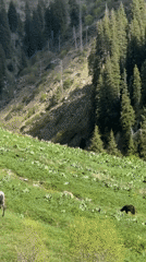 Horses graze peacefully on green mountainside near Almaty