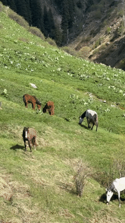 Horses graze peacefully on green mountainside near Almaty