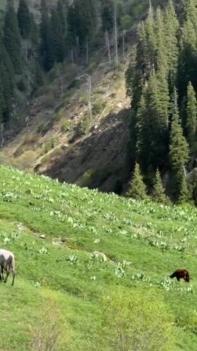 Horses graze peacefully on green mountainside near Almaty