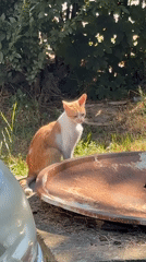 Ginger cat roams a scrappy outdoor spot in Kragujevac
