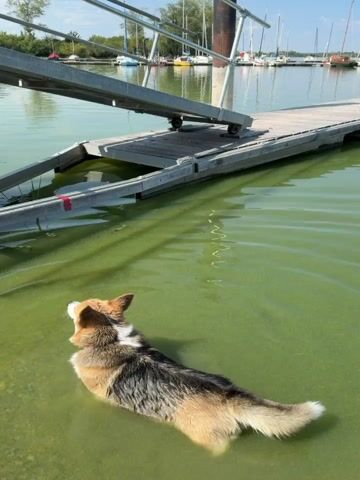A small dog is in green water next to a wooden dock. The dog is facing away from the camera, with its head turned to the left. The dog is swimming in the water. The dock is made of wood and has a metal ramp leading up to it. There are boats in the background. The sky is blue and there are some clouds. The sun is shining.