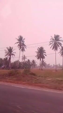 The video shows a road with a body of water to the left. There are trees and palm trees on the right side of the road, as well as houses. The sky is pink, suggesting either sunrise or sunset. The lighting is soft and diffused. There are power lines visible between the trees. The overall scene is tranquil and rural.