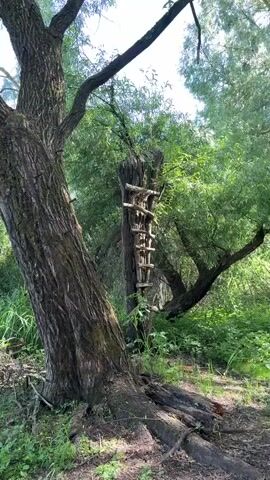 The video shows a tree with a rope swing attached to it. The swing is made of a piece of wood and a rope. The background is a forest with trees and grass. The sun is shining and the sky is blue with some clouds.