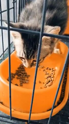A kitten with grey and brown fur is eating kibble from an orange bowl inside a metal cage. The camera is positioned behind the cage bars, slightly out of focus. The kitten is bent over the bowl, its head lowered as it consumes the food. Some kibble is scattered on the surface of the bowl.