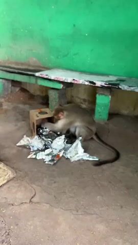 A monkey sits on the ground rummaging through a cardboard box and scattered silver foil wrappers. The monkey is light brown and gray with a long tail. The scene takes place outdoors, with a rough concrete floor and a green wall in the background. A wooden bench with green supports is visible behind the monkey and the box. The lighting suggests it is daytime. The monkey appears focused on the contents of the box and wrappers. A cardboard box has text on it, but it is not clearly legible. The scene is set in Puttaparthi, India.