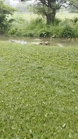 The video captures a serene natural landscape with a slow, horizontal pan. In the foreground, a lush, green grassy area is visible, appearing freshly mowed. Beyond the grass, a narrow, shallow body of water, possibly a stream or a small pond, winds through the scene. Several light-colored rocks are discernible within the water, and its surface reflects the muted light from an overcast sky. The banks of the water are densely lined with various green bushes and tall vegetation. Further in the background, a thick arrangement of trees and foliage creates a verdant backdrop. The light suggests an overcast or foggy day, contributing to a calm and tranquil atmosphere. No people, animals, or artificial structures are visible, and there is no discernible text. The scene depicts a quiet, natural environment.